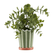 Striped Green Potted Plant mysite