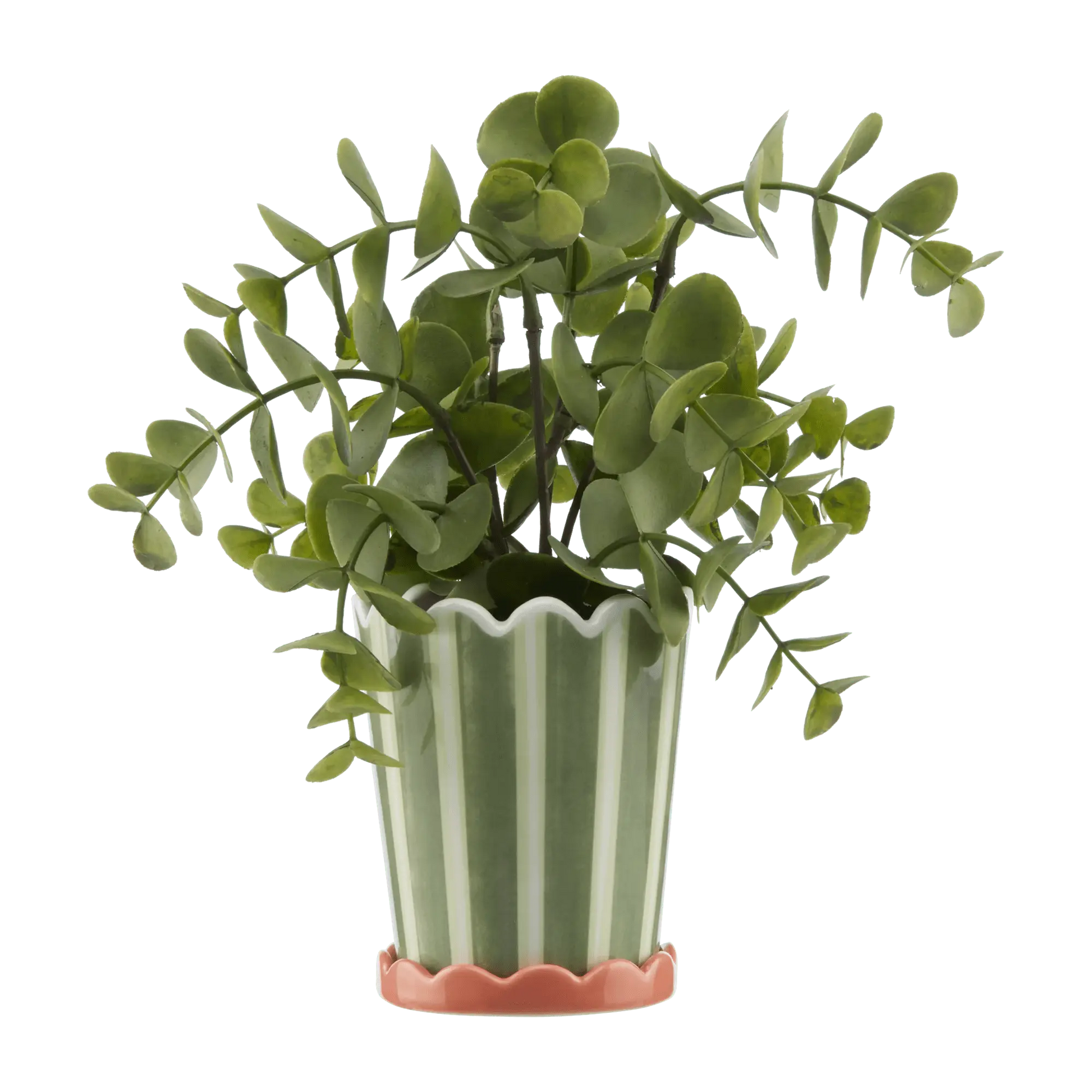 Striped Green Potted Plant mysite