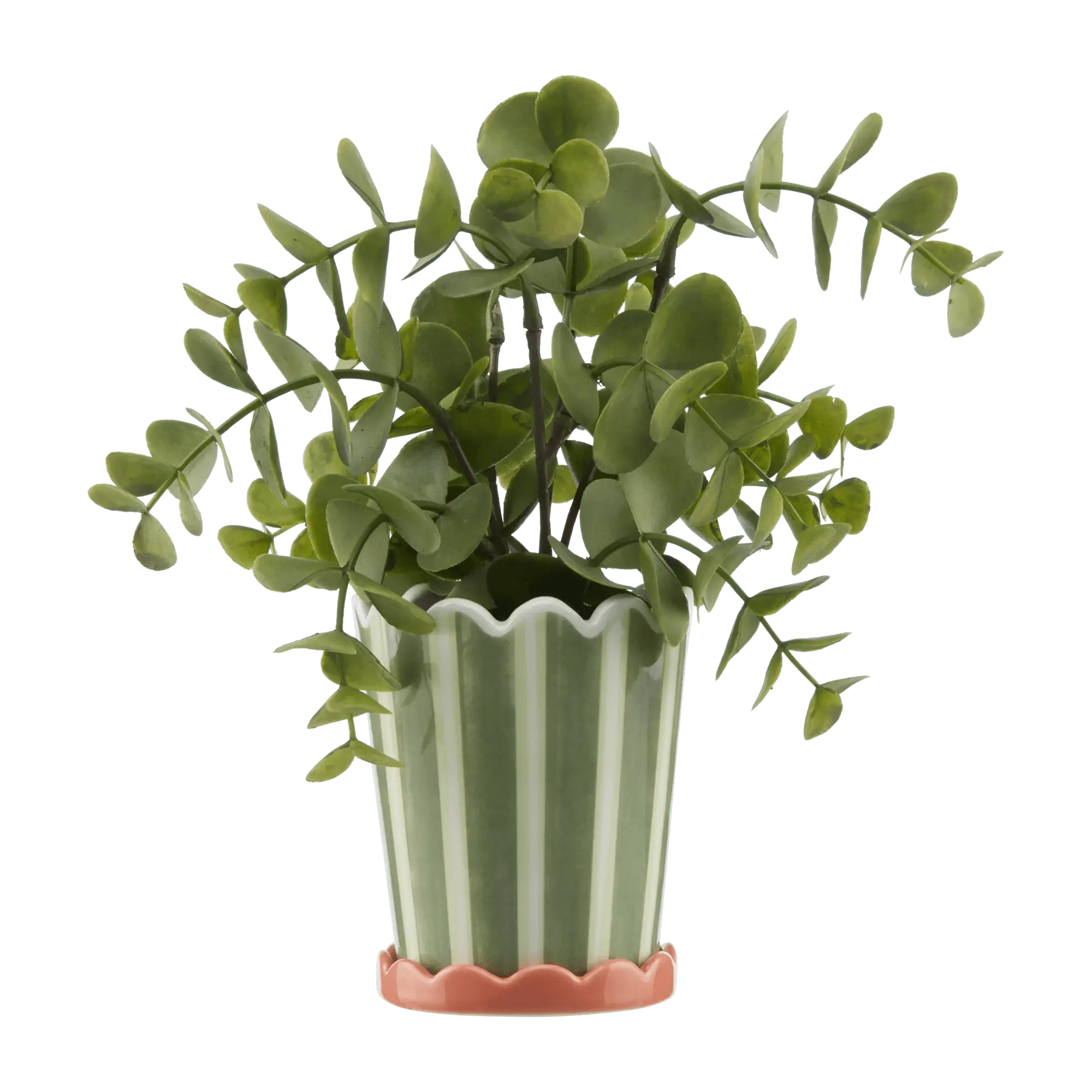 Striped Green Potted Plant mysite